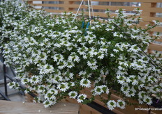 Scaevola is een van de andere hoogtepunten uit de presentatie. De plant bloeit rijkerlijk en bloeit vreog, waardoor deze makkelijk mee kan met het gewone perkgoed. Hier de “Snow Blanket”, andere kleuren zitten in de pijplijn.